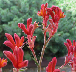 Kangaroo  Paw